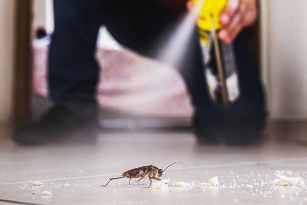 Best Spider Control Near Me  in Pleasure Point, CA